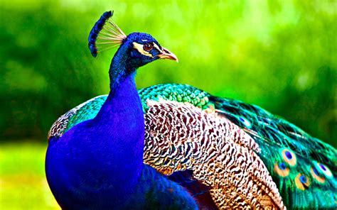 photographs of peacocks|peacock image jpg.